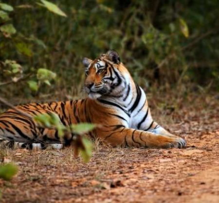 Ranthambore
