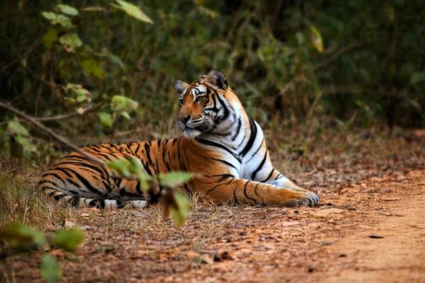 Ranthambore